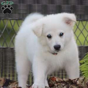 Buddy, American Eskimo Puppy